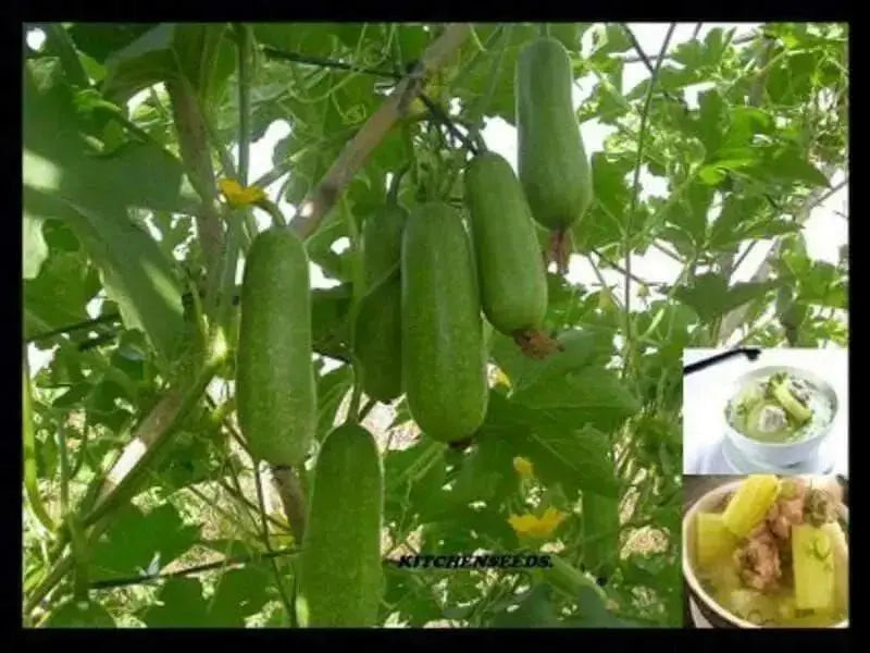 Hairy melon Seeds, (Asian vegetable)  joined gourd, - Caribbean garden seed