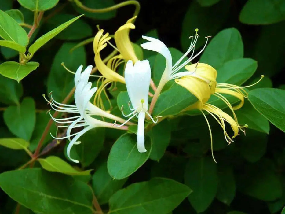 Halls Japanese Honeysuckle , Starter Plant, VINE - Caribbean garden seed