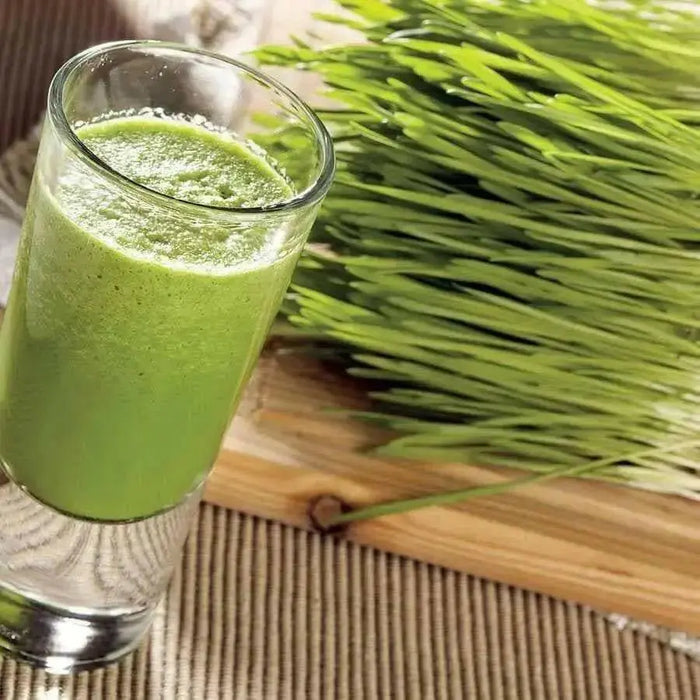 Hard Red Wheat Seed,Grow Wheatgrass, Flour,Grain,Bread, - High Germination - Caribbean garden seed
