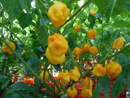 Harold's St. Barts, Pepper Seeds, Capsicum chinense , Hot. - Caribbeangardenseed