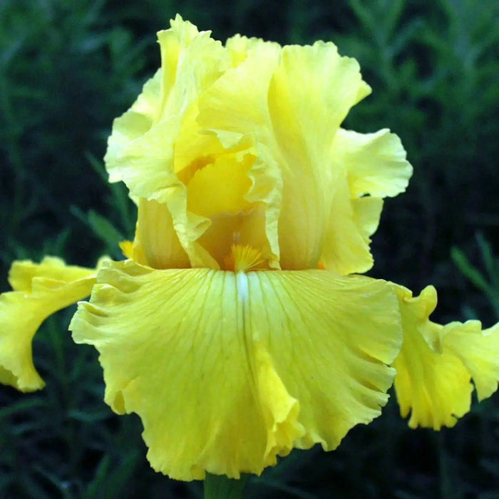 Harvest Of Memories Tall Bearded Iris- BAREROOT Plants, yellow Perennial iris - Caribbean garden seed