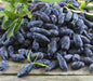 Haskap Berry, ‘Berry Blue’,STARTER PLANT 4'' POT - Caribbeangardenseed