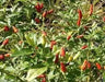 HAWAIIAN RED KONA -Pepper Seed, Capsicum frutescens - Caribbean garden seed