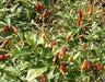 HAWAIIAN RED KONA -30 Pepper Seed, Capsicum frutescens,Extremely Hot Heirloom . - Caribbeangardenseed