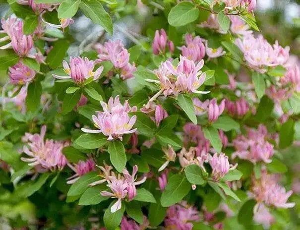Hawkeye Honeysuckle PLANT  Perennial shrub ,fragrant flowers vine, - Caribbean garden seed