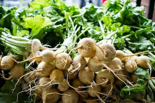 Heirloom Beet Seeds - white beets (albino beets) "Heirloom, Vegetable  seeds  from Holland ! - Caribbean garden seed