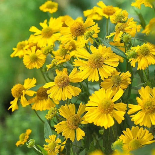 Helenium (bareroot plant) hardy perennial Sneezeweed - Caribbeangardenseed