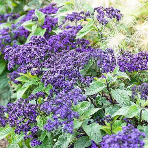 Heliotrope Marine, Flowers Seed - Caribbean garden seed