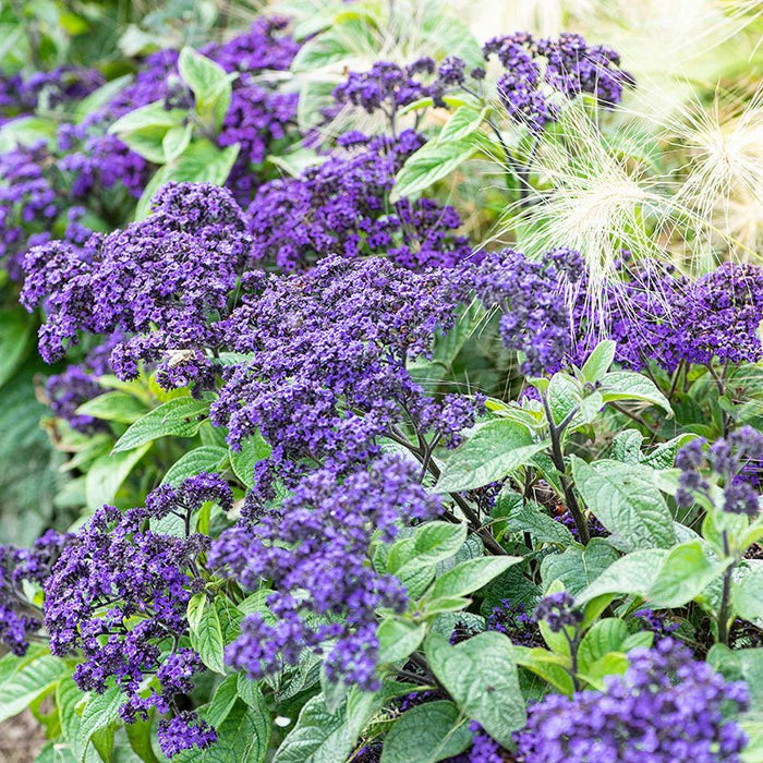 Heliotrope Marine, Flowers Seed - Caribbean garden seed