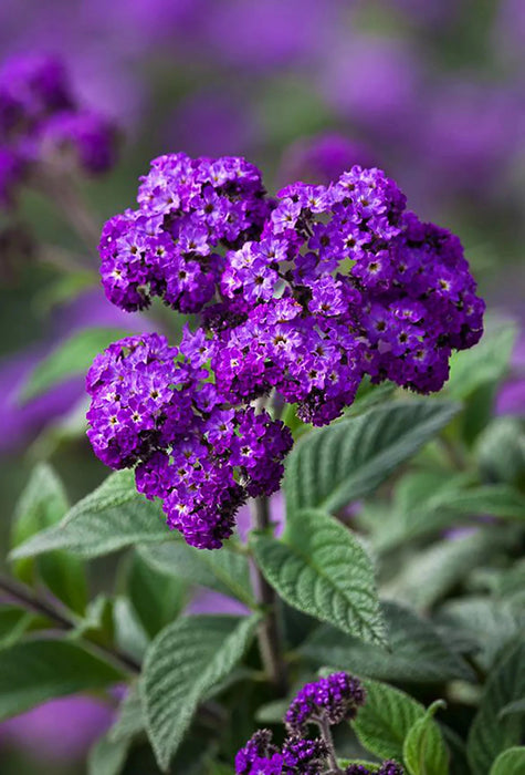 Heliotrope Marine, Flowers Seed - Caribbean garden seed