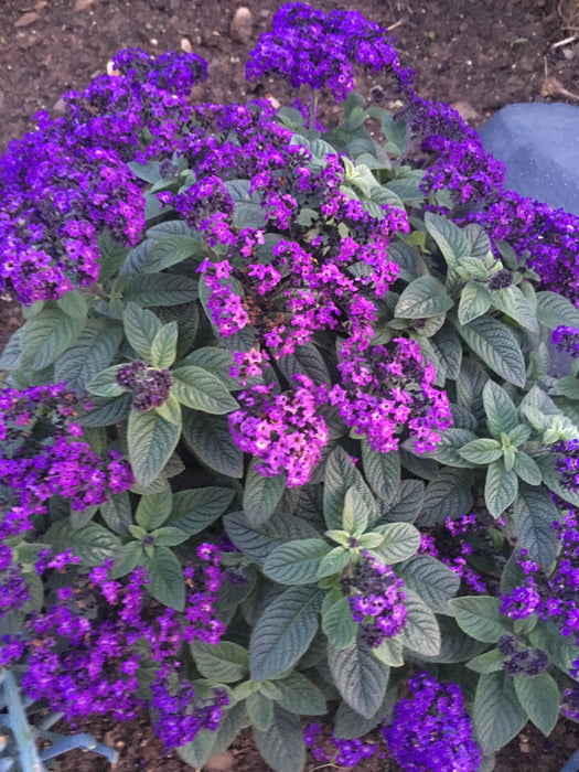 Heliotrope Marine, Flowers Seed - Caribbean garden seed