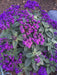Heliotrope Marine, Flowers Seed - Caribbean garden seed