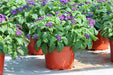 Heliotrope Marine, Flowers Seed - Caribbean garden seed
