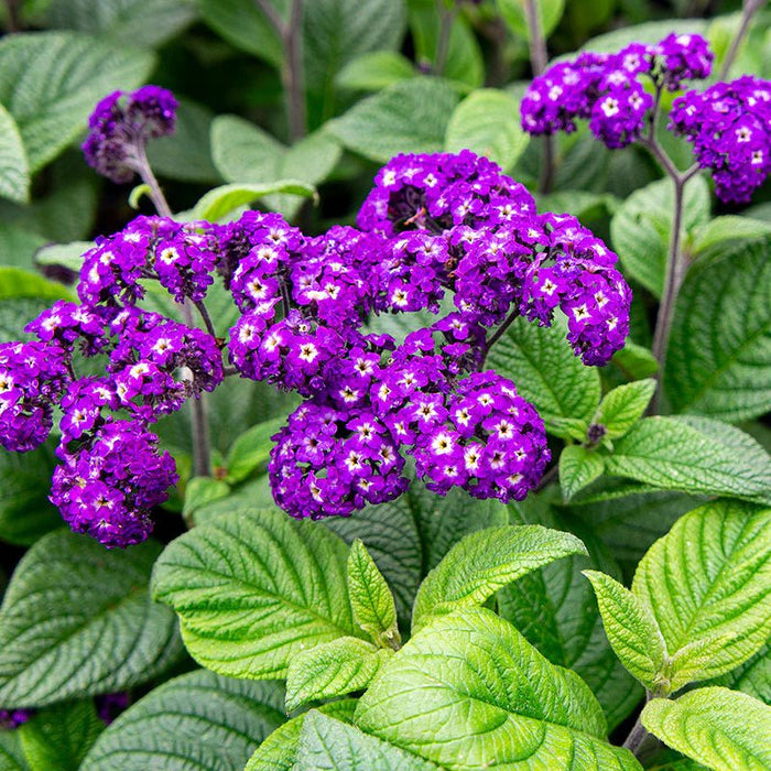 Heliotrope Marine, Flowers Seed - Caribbean garden seed