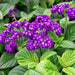 Heliotrope Marine, Flowers Seed - Caribbean garden seed