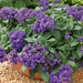 Heliotrope Marine, Flowers Seed - Caribbean garden seed