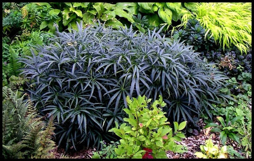 Helleborus foetidus 'Wester Flisk' Seeds - Caribbean garden seed