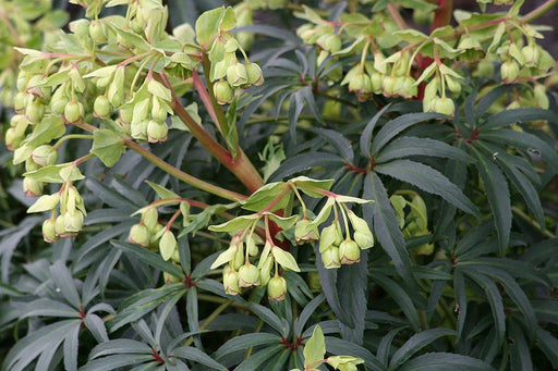 Helleborus foetidus 'Wester Flisk' Seeds - Caribbean garden seed