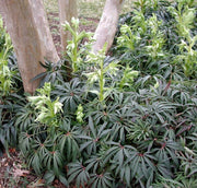 Helleborus foetidus 'Wester Flisk' Seeds - Caribbean garden seed