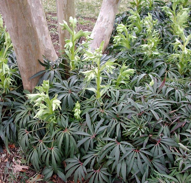 Helleborus foetidus 'Wester Flisk' Seeds - Caribbean garden seed