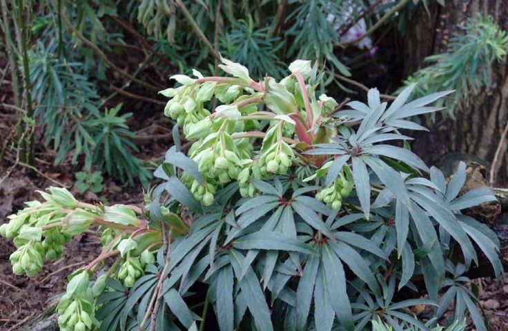 Helleborus foetidus 'Wester Flisk' Seeds - Caribbean garden seed