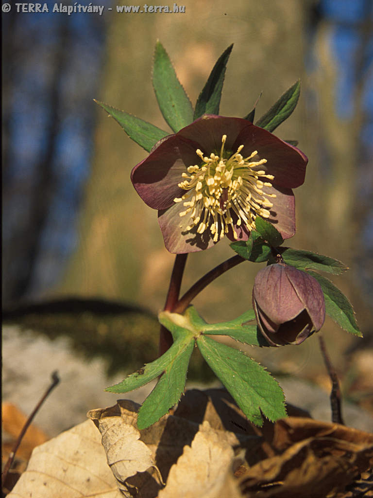 Helleborus purpurascens (Purple Hellebore) Seeds - Caribbean garden seed