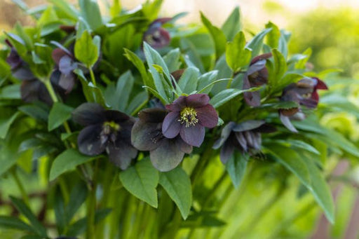 Helleborus purpurascens (Purple Hellebore) Seeds - Caribbean garden seed