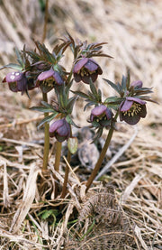 Helleborus purpurascens (Purple Hellebore) Seeds - Caribbean garden seed