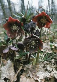 Helleborus purpurascens (Purple Hellebore) Seeds - Caribbean garden seed