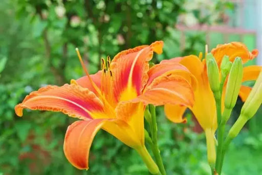 hemerocallis, Rajah daylily, BAREROOT - Caribbeangardenseed