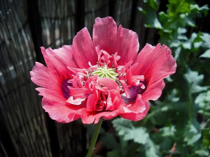 Hen and Chickens Poppy flowers Seeds (Papaver Somniferum ) Great Dried Arrangements - Caribbeangardenseed