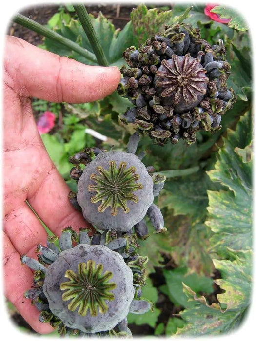 Hen and Chickens Poppy flowers Seeds (Papaver Somniferum ) Great Dried Arrangements - Caribbeangardenseed