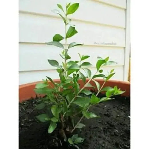 Henna Plant Seeds ,Flowering shrub - Caribbeangardenseed