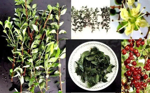 Henna Plant Seeds ,Flowering shrub - Caribbean garden seed