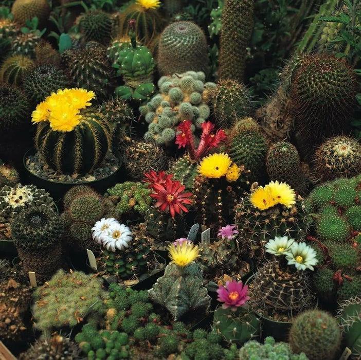 Hens & Chicks,(Seed Mix) Perennial succulent - Caribbean garden seed