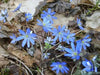 Hepatica Plant (bareroot ) Native wildflower VINE - Caribbean garden seed