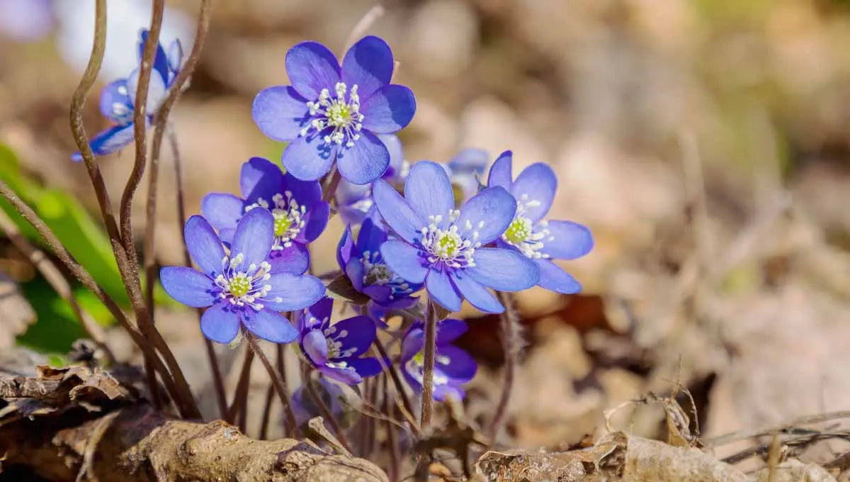 Hepatica Plant (bareroot ) Native wildflower, Great groundcover - Caribbeangardenseed