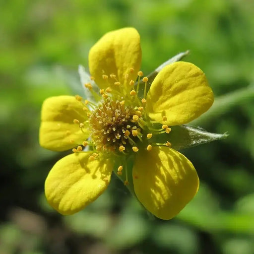 [Seeds] - Caribbeangardenseed