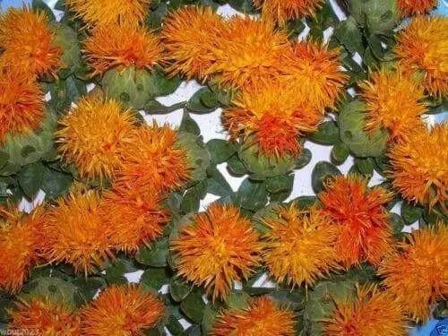 DYER'S SAFFRON  Seeds ,CARTHAMUS tinctorius, SAFFLOWER - Caribbean garden seed