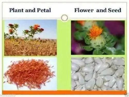 DYER'S SAFFRON  Seeds ,CARTHAMUS tinctorius, SAFFLOWER - Caribbean garden seed