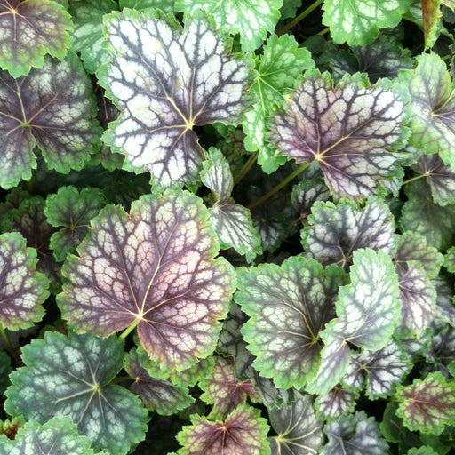 Heuchera Marble Silver ,FLOWERS SEED-,Heuchera americana ,,Perennial, Zone: 4-9 - Caribbean garden seed