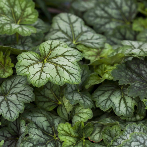 Heuchera Marble Silver ,FLOWERS SEED-,Heuchera americana ,,Perennial, Zone: 4-9 - Caribbeangardenseed