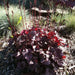 Heuchera (Purple Palace-3 Bare Root/Plant) Perennial - Caribbean garden seed