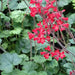 Heuchera sanguinea Ruby Bells ,Heuchera  FLOWERS, Perennial, Zone: 4-9 - Caribbean garden seed