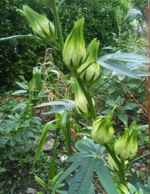 Hibiscus sabdariffa Seeds - Jamaican White Sorrel, SOUR LEAF - Caribbean garden seed