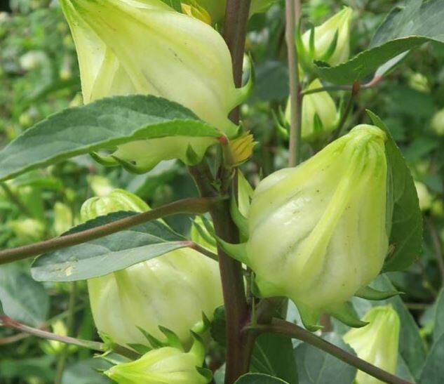 Hibiscus sabdariffa Seeds - Jamaican White Sorrel, SOUR LEAF - Caribbean garden seed