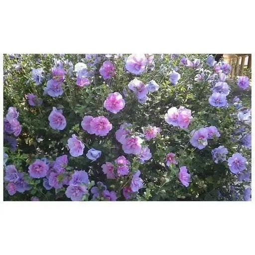 HIBISCUS SEEDS, Rose of Sharon ,cold hardy, flowering Shrub - Caribbeangardenseed