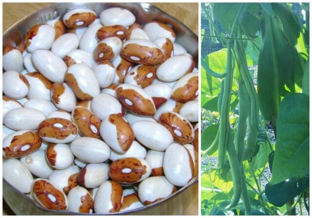 Snowcap Pole Bean Seeds | 100 Seeds