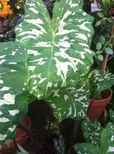 HILO BEAUTY(DWARF ELEPHANT EAR) Bulb,tropical foliage plants - Caribbean garden seed