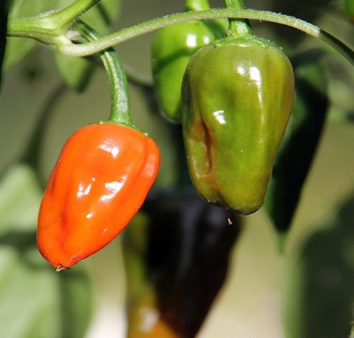Hinkelhatz AKA Chicken Heart Pepper (Capsicum annuum) Cultivated Here In Pennsylvania by the Dutch since the 1880s-Organically Grown